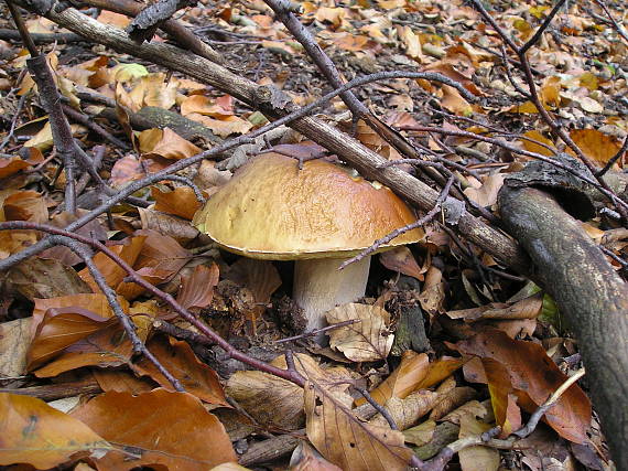 hríb smrekový Boletus edulis Bull.