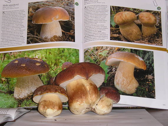 hríb sosnový Boletus pinophilus Pil. et Dermek in Pil.