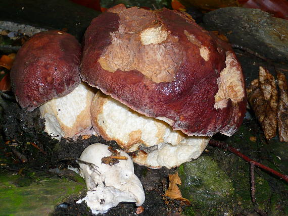 hríb sosnový Boletus pinophilus Pil. et Dermek in Pil.