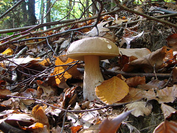 hríb dubový Boletus reticulatus Schaeff.