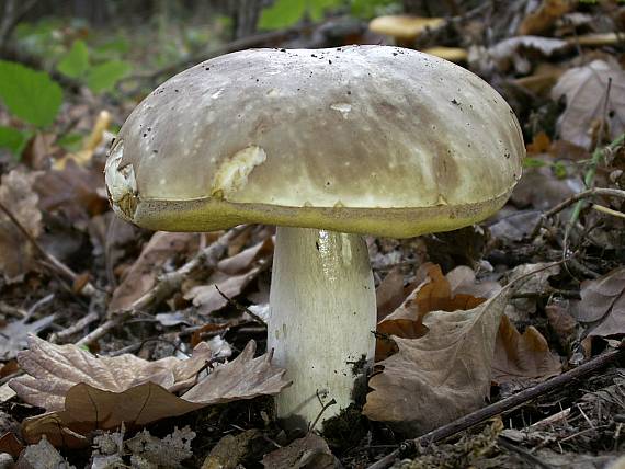 hríb Boletus sp.