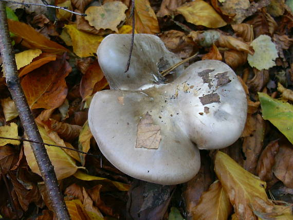 strmuľka inovaťová Clitocybe nebularis (Batsch) P. Kumm.