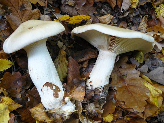 strmuľka inovaťová Clitocybe nebularis (Batsch) P. Kumm.