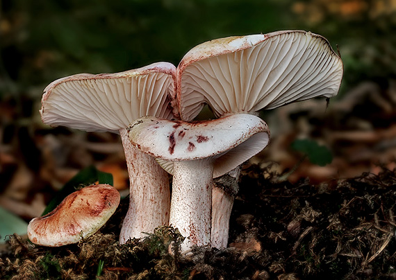 šťavnačka plávkovitá Hygrophorus russula (Schaeff.) Kauffman