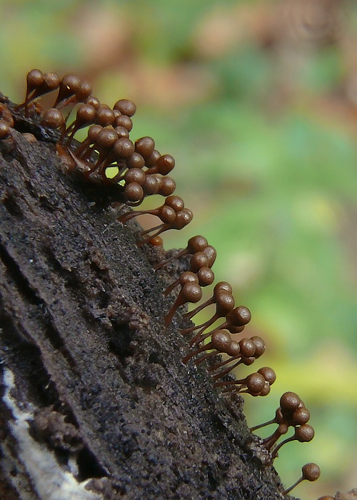 slizovka Myxomycetes