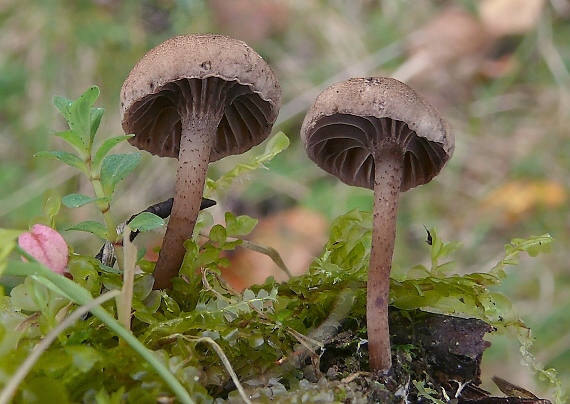 kalichovka Omphalina sp.