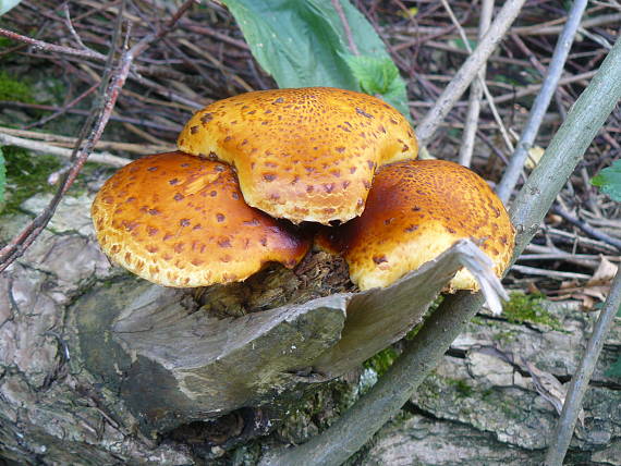 šupinovka Pholiota sp.