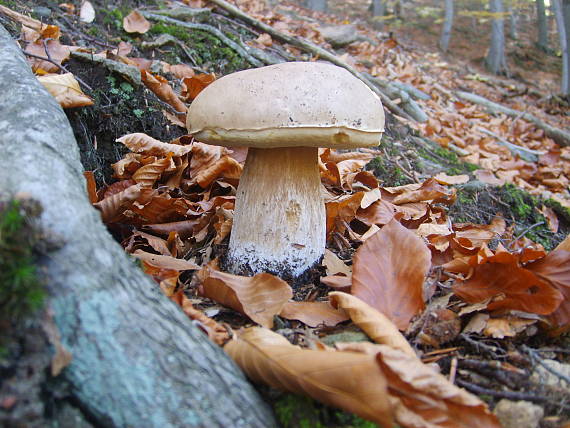 maxi hríb boletus edulis Bull.