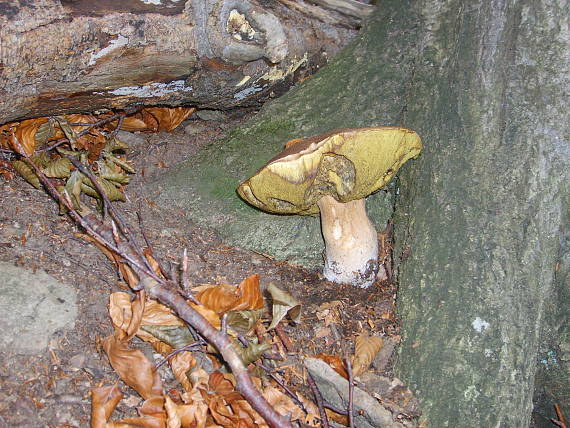 veľký ale čistý boletus edulis Bull.