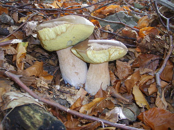 hríb smrekový boletus edulis Bull.