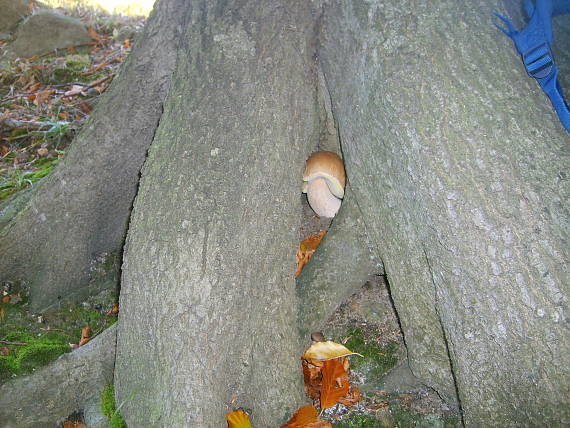 dobrá skrýša boletus edulis Bull.