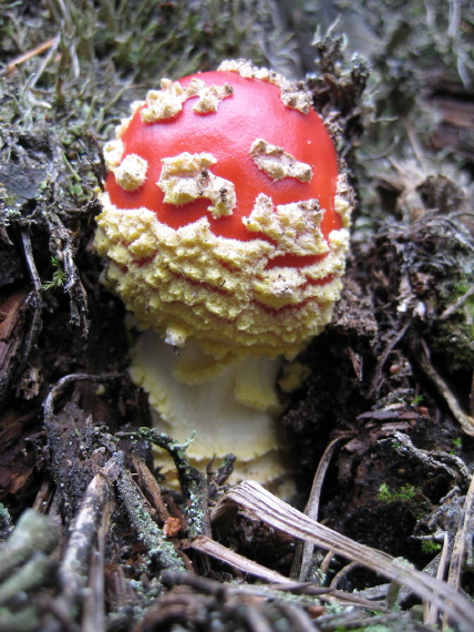 muchotrávka červená Amanita muscaria (L.) Lam.