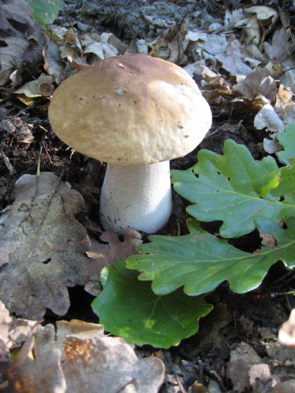 hríb smrekový Boletus edulis Bull.