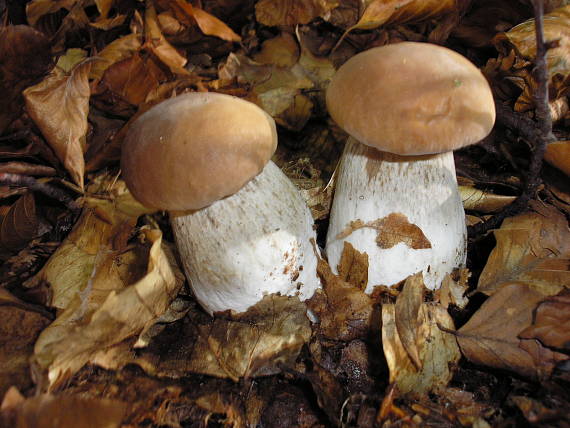 hríb smrekový Boletus edulis Bull.