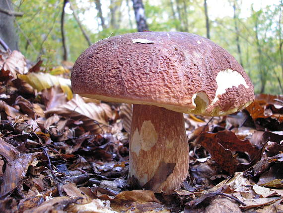 hríb sosnový Boletus pinophilus Pil. et Dermek in Pil.