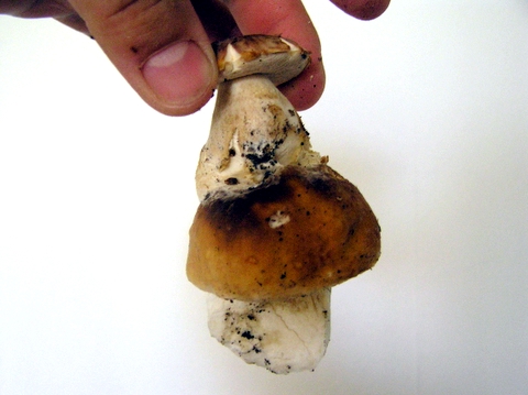 hríb dubový Boletus reticulatus Schaeff.