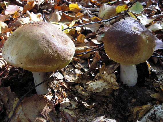 hríb Boletus sp.