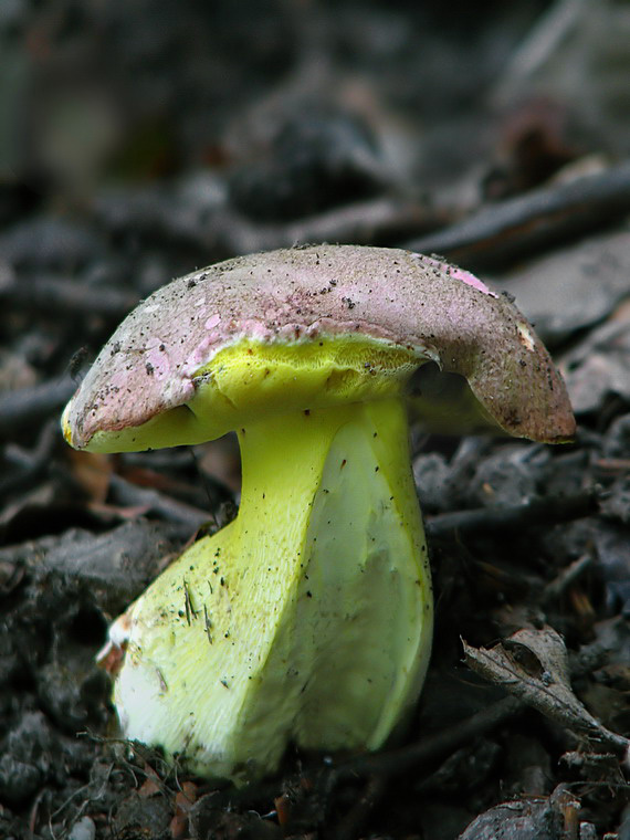 hríb kráľovský Butyriboletus regius (Krombh.) D. Arora & J.L. Frank