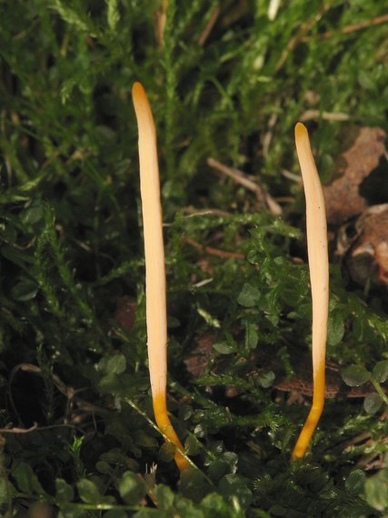 kyjačik Clavaria sp.