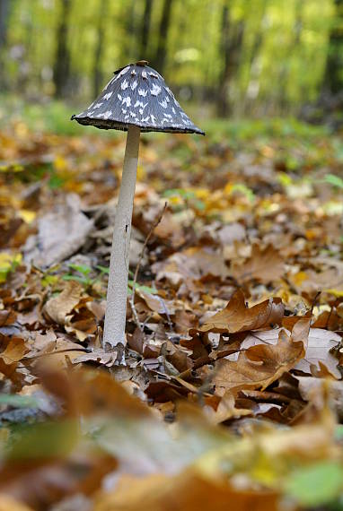 hnojník strakatý Coprinopsis picacea (Bull.) Redhead, Vilgalys & Moncalvo