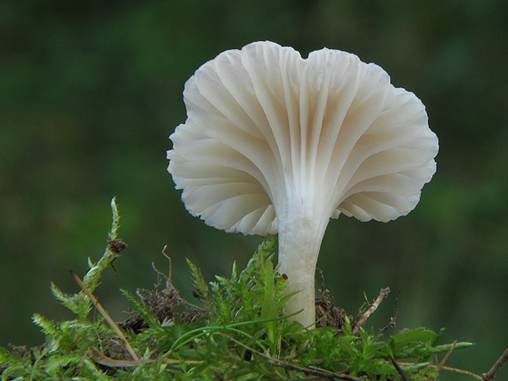 lúčnica snehobiela Cuphophyllus virgineus (Wulfen) Kovalenko