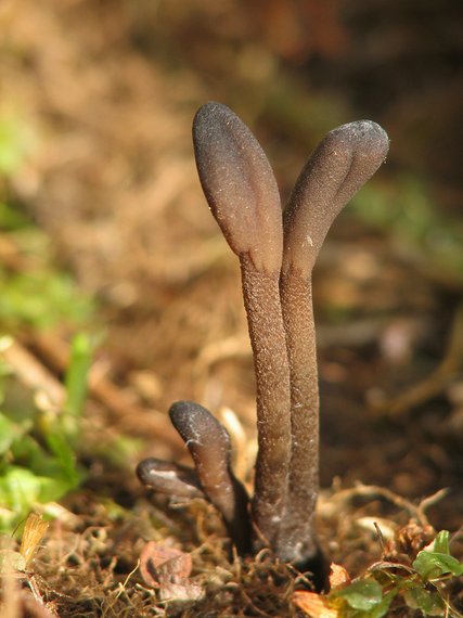 jazýček šupinkatý Geoglossum fallax E.J. Durand