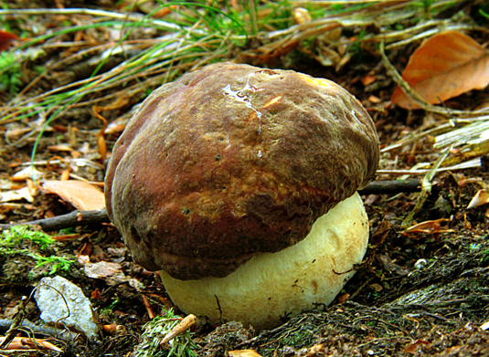 hríb jamkatý Hemileccinum depilatum (Redeuilh) Šutara