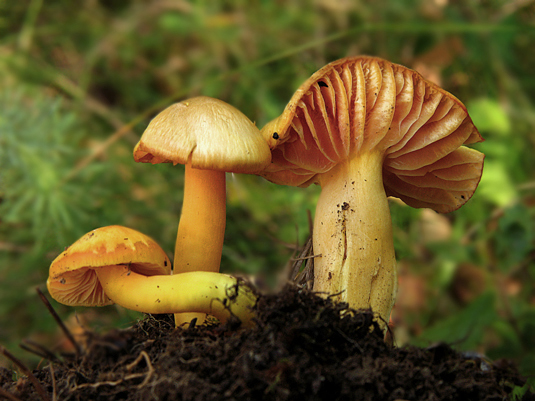 lúčnica citrónovožltá Hygrocybe chlorophana (Fr.) Wünsche