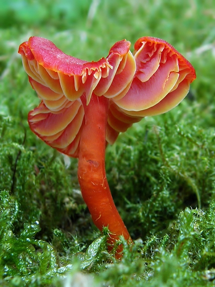 lúčnica šarlátová Hygrocybe coccinea (Schaeff.) P. Kumm.