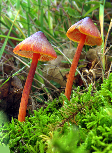 lúčnica kužeľovitá Hygrocybe conica (Schaeff.) P. Kumm.