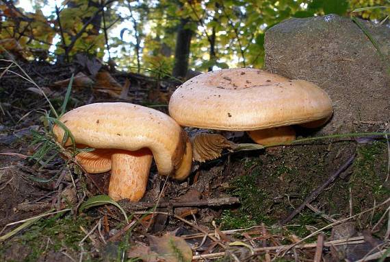 rýdzik pravý Lactarius deliciosus (L.) Gray