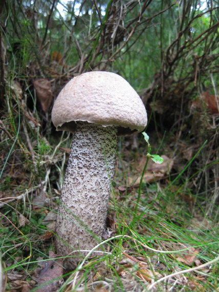 kozák Leccinum sp.