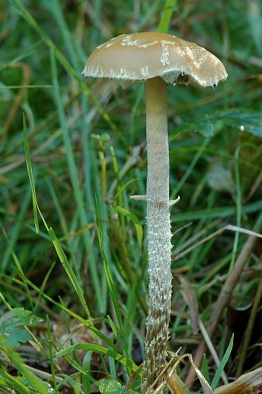 golierovka šupinkatá Leratiomyces squamosus var. squamosus (Pers.) Bridge & Spooner