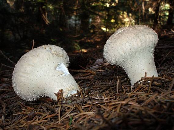 prášnica bradavičnatá Lycoperdon perlatum Pers.