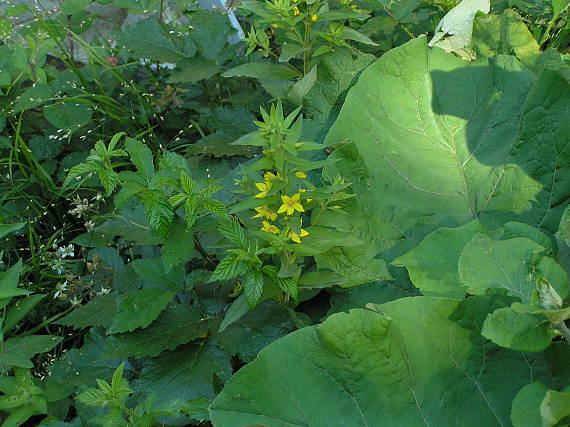 čerkáč obyčajný Lysimachia vulgaris L.