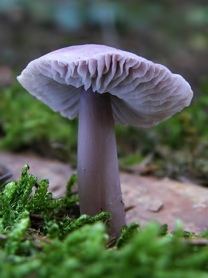 prilbička Mycena sp.