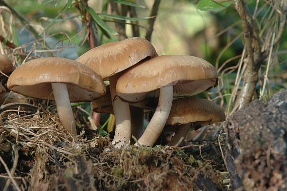 drobuľka Psathyrella sp.