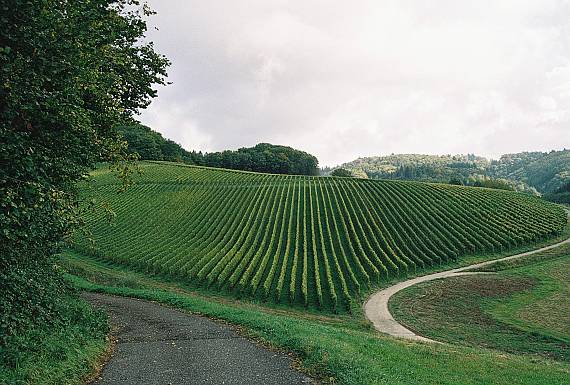 schwarzwald