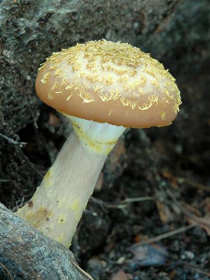 podpňovka Armillaria sp.