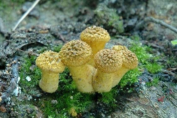 podpňovka Armillaria sp.