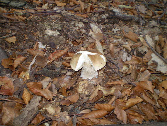 hríb smrekový Boletus edulis Bull.