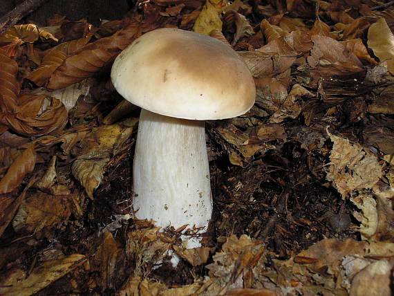 hríb smrekový Boletus edulis Bull.