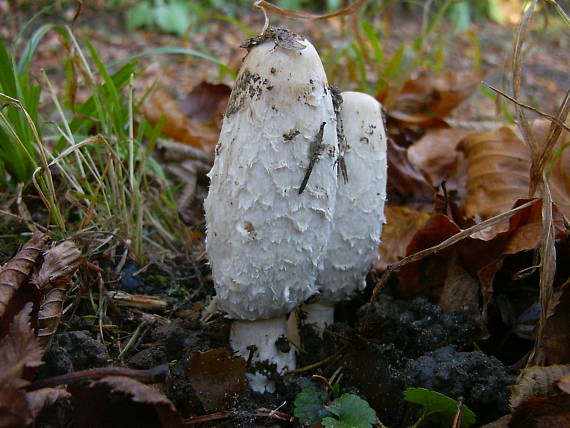 hnojník obyčajný Coprinus comatus (O.F. Müll.) Pers.