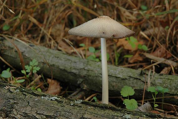 hnojník Coprinus sp.