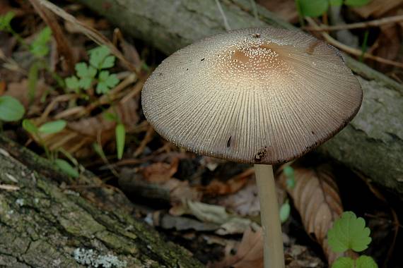 hnojník Coprinus sp.