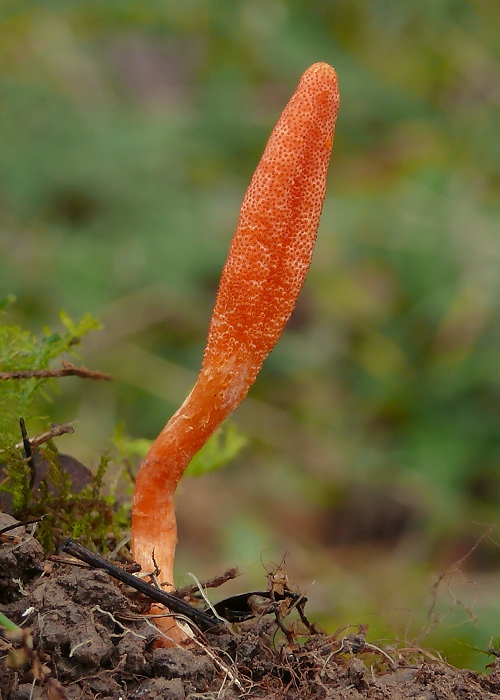 žezlovka hmyzová Cordyceps militaris (Fr.) Link