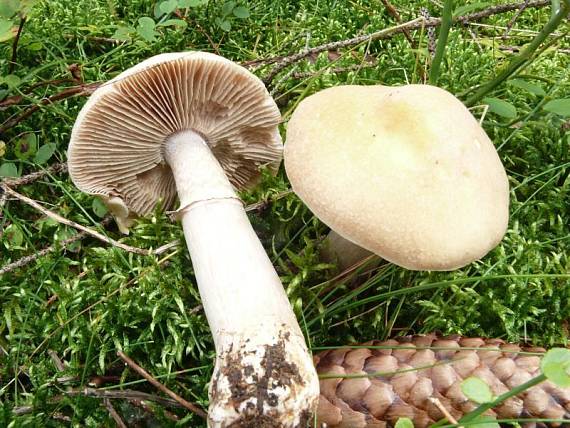 pavučinovec inovaťový Cortinarius caperatus  (Pers.) Fr.