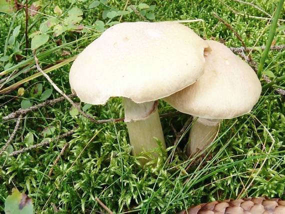 pavučinovec inovaťový Cortinarius caperatus  (Pers.) Fr.