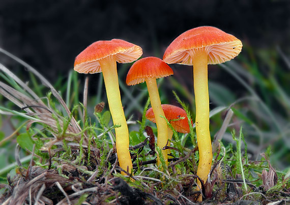 lúčnica blednúca Hygrocybe insipida (J.E. Lange ex S. Lundell) M.M. Moser