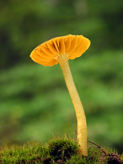 lúčnica Hygrocybe sp.